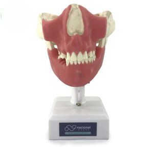 endodontic training manikin 1