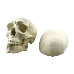 skull model 1