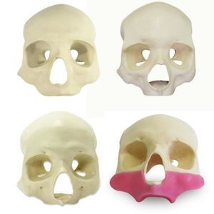 skull model 1