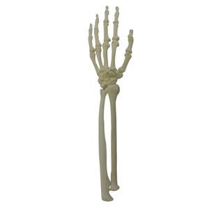 bone model 1