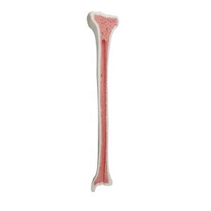 bone model 1