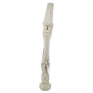 bone model 1