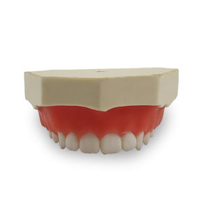 tooth model