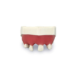 tooth model