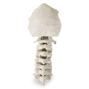 bone model 1