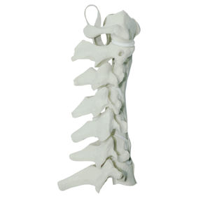 cervical spine model 1