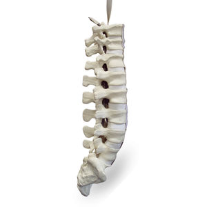 lumbar vertebral column model 1