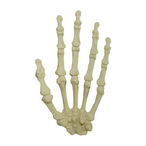 bone model 1