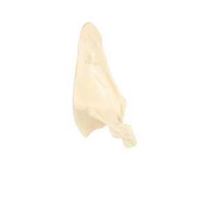 bone model 1