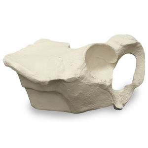 bone model