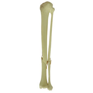 bone model 1