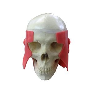 mandible model 1