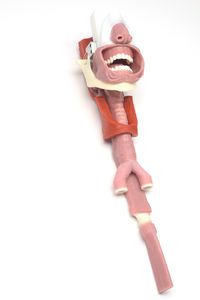 airway management simulator