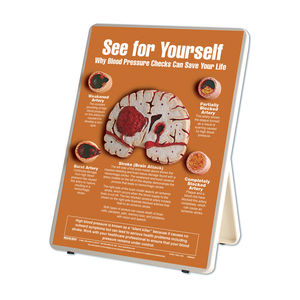 non-invasive blood pressure anatomical model