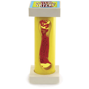 artery model / for demonstration