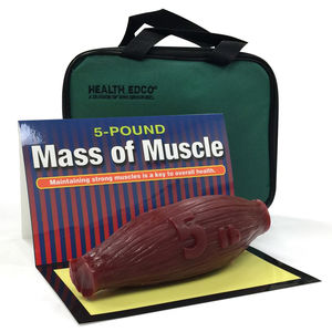 muscle model