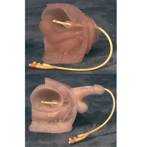 urinary catheterization anatomical model