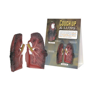 lung model