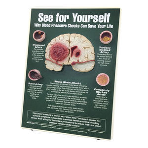 non-invasive blood pressure anatomical model