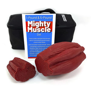 muscle model