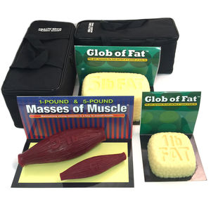 muscle model