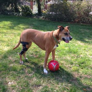 dog veterinary orthosis