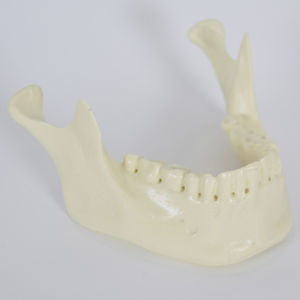 bone model