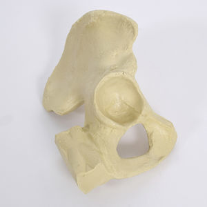 hemi-pelvis anatomical model