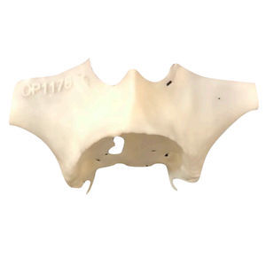 maxilla anatomical model