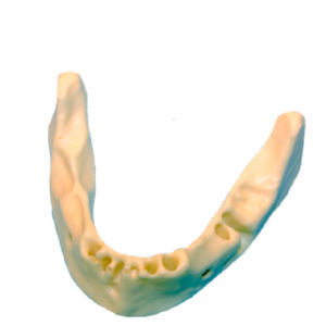 mandible model