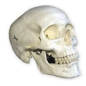 bone model