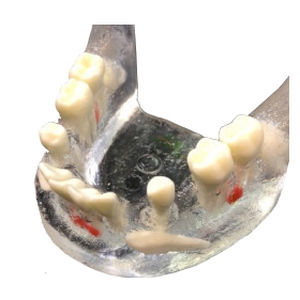 mandible model