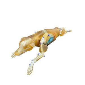 X-ray veterinary test phantom 1