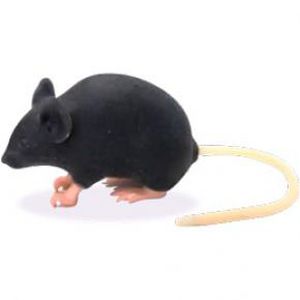 animal research simulator