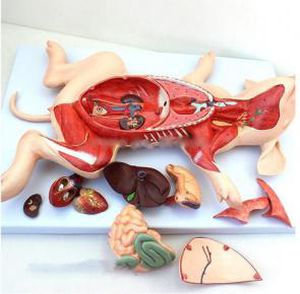 lung model