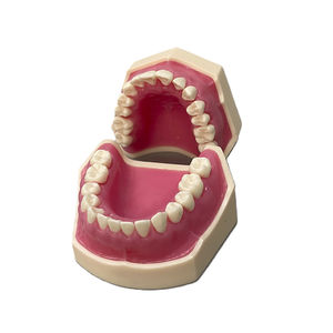 mouth anatomical model