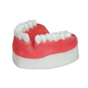 dental model 1