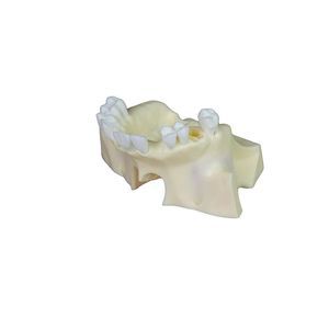 sinus model