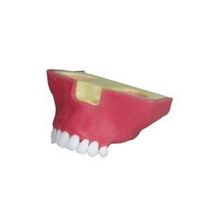sinus model