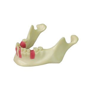 mandible model 1