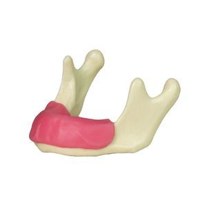 mandible model 1