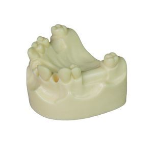 tooth model