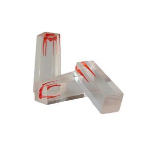 root canal anatomical model