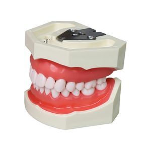 tooth model 1