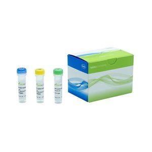 DNA polymerase reagent 1