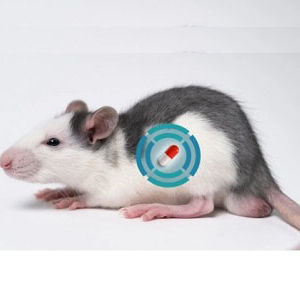 animal research telemetry implant