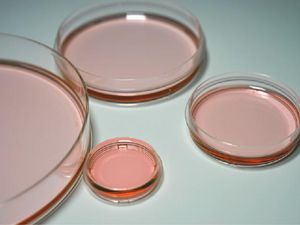 Petri dish