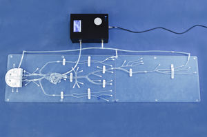 vascular access vascular model 1