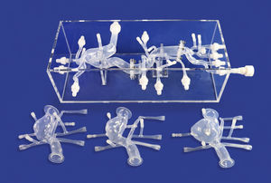 cardiac anatomical model 1