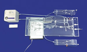 circle of Willis vascular model